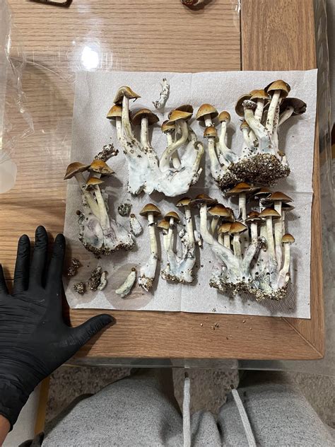 [Actives] Ammonia / vinegar smell while drying : r/MushroomGrowers