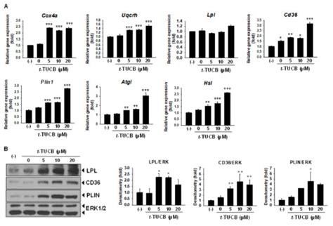IJMS | Special Issue : The Role of Hydrolases in Biology and ...