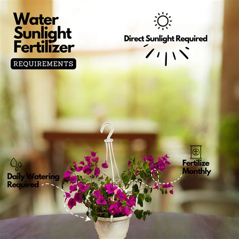 Hanging Bougainvillea / Paperflower (Bougainvillea glabra) Flowering/O ...