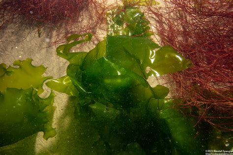 Sea Lettuce (Ulva expansa) - Spanglers' Scuba