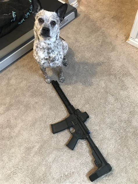 The most aesthetically pleasing gun I’ve built to date. Oh and a doggo ...