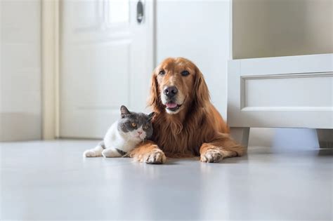 AAHA Accreditation | Wadsworth Animal Hospital