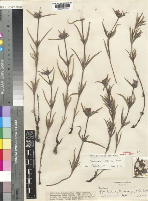 Spermacoce azurea Verdc. | Plants of the World Online | Kew Science