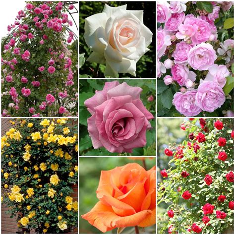 Repeat Flowering Climbing Rose Collection – Roots Plants