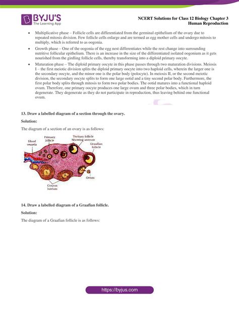 Image result for Class 12 Bio Human Reproduction