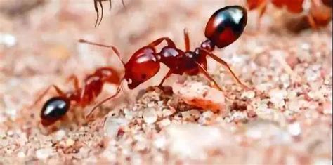 警惕！被蚂蚁咬伤不容忽视 严重者可能出现休克、昏迷……_厦门莲花医院