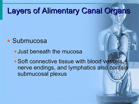 Introduction of digestive system .pdf