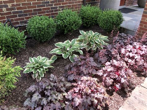 Simple Planting of Boxwood, Hosta, and Heuchera