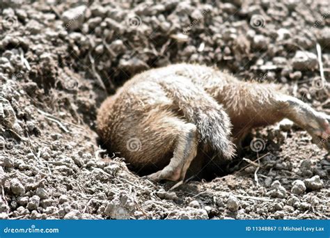 Groundhog stock image. Image of feet, home, underground - 11348867