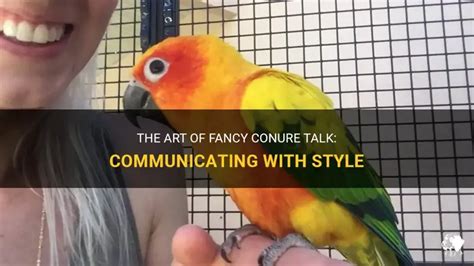 Image result for Fancy Conure