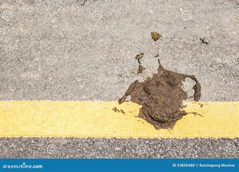 Cow dung on the floor stock photo. Image of funny, grass - 53850488