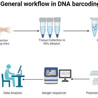 Image result for DNA Barcoding Process