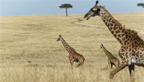 Telephoto lenses | Sony IN