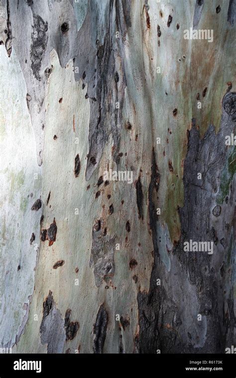 Image result for Eucalyptus Tree Trunk Rot