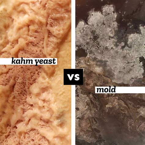The Homebrewer's Guide to Kahm Yeast And Kombucha | Brew Buch