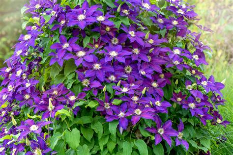 Top 5 Fast Growing Vines and Climbing Flowers - Birds and Blooms