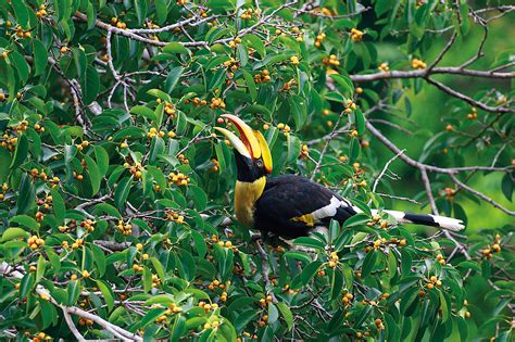 Great Hornbill - มูลนิธิศึกษาวิจัยนกเงือก - Thailand Hornbill Research Foundation
