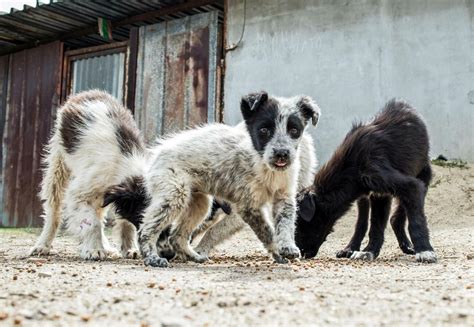Stray Dogs - FOUR PAWS International - Animal Welfare Organisation