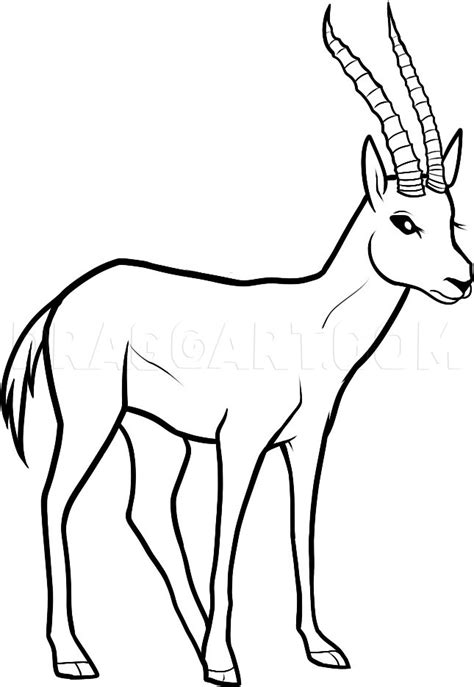 How To Draw A Gazelle