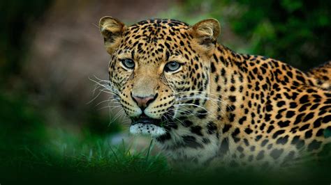 Image result for African Predators vs Predators