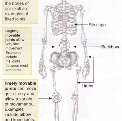 Image result for Human Skeleton Function