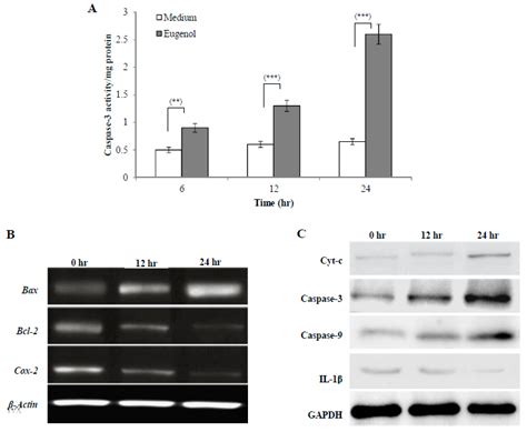 Eugenol Exerts Apoptotic Effect and Modulates the Sensitivity of HeLa ...