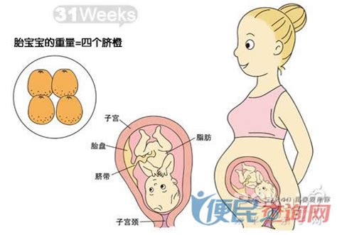 怀孕第31周准妈妈保健需知 - 怀孕第31周天胎儿发育图 - 怀孕第31周要吃什么 - 怀孕第31周注意什么 - 怀孕第31周介绍
