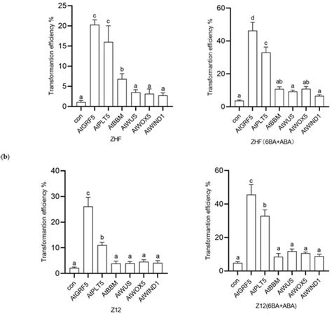 Optimised Agrobacterium-Mediated Transformation and Application of ...