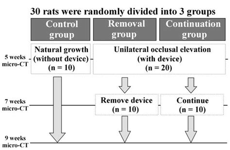 Image result for Random Allocation