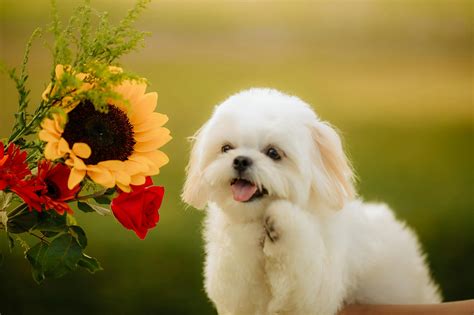 Maltese Shih Tzu White