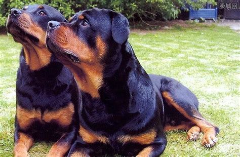 世界名犬品种中最具气质的有哪些？盘点十大气质名犬排行榜 - 宠物