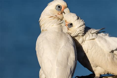 Australian Parrots - Australia's Wonderful Birds