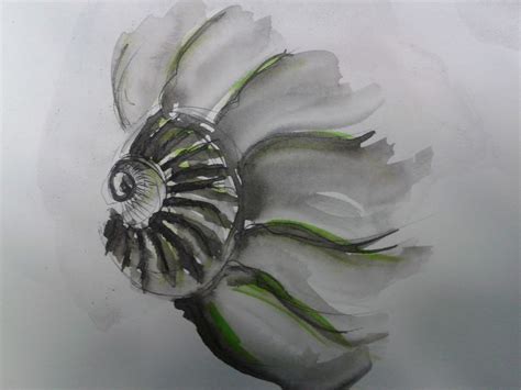 Image result for Pen Shell Drawing