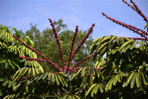Schefflera Tree Invasive Florida 的图像结果