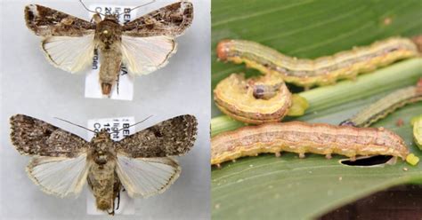 Fall Army Worm Infestation In Rajasthan