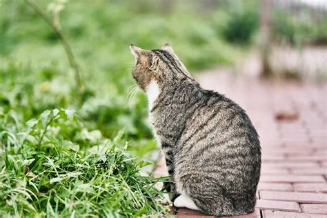 Can Cats Have Autism? 4 Best Ways To Determine Autism Revealed!