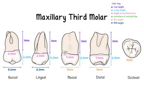 Maxillary Molars - My Dental Key