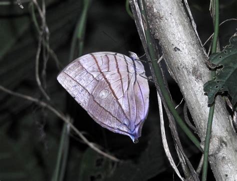 Amathuxidia amythaon amythaon | Butterfly