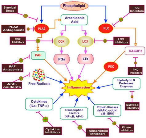 IJMS | Special Issue : Natural Anti-inflammatory Agents 2019