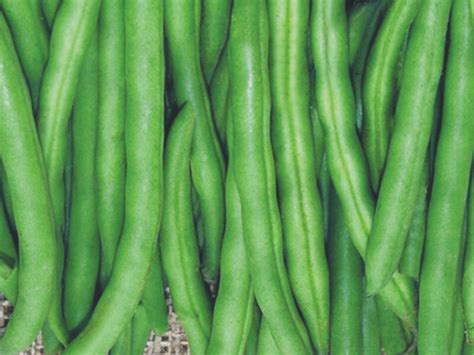 Beans-Starke Ayres | Starke Ayres