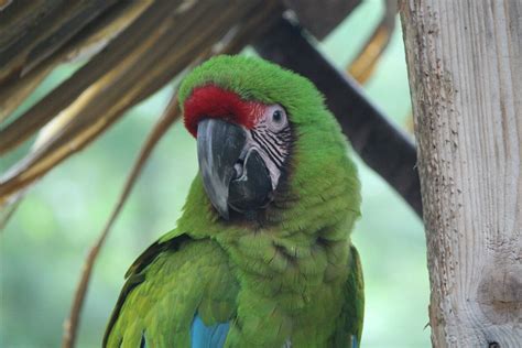 Great Green Macaw | Southwick's Zoo