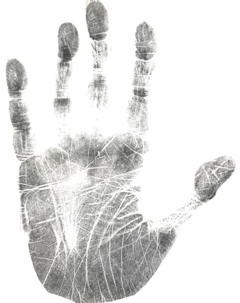 Image result for Genetics in Hand Shape