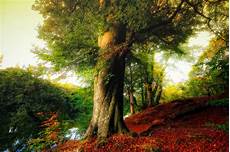 Beautiful Tree Images by 50 Most Beautiful Trees Photography Beautiful Tree Images