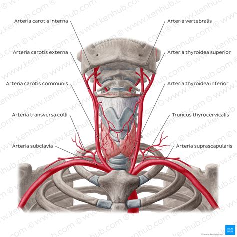 Arteria thyroidea superior: Anatomie, Verlauf und Äste | Kenhub