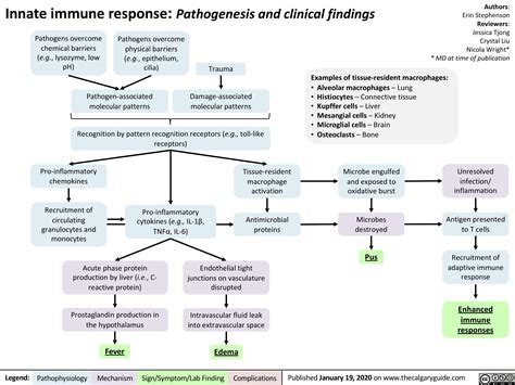 Image result for Understanding How Adaptive Immunity Works