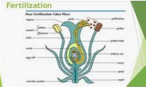 What is fertilization? Explain with the help of diagrams, the steps ...