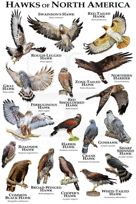 Hawks of North America Poster Print / Field Guide | Backyard birds ...