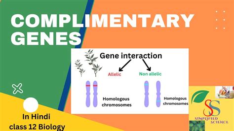 Image result for Complementary Genes