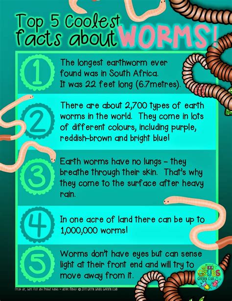 Top 5 coolest facts about... WORMS! | Fun facts, Facts for kids, Earthworms