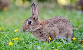 Image result for Baby Rabbit Template